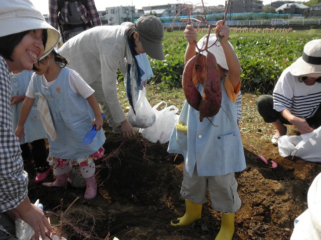 芋ほり(年少親子)